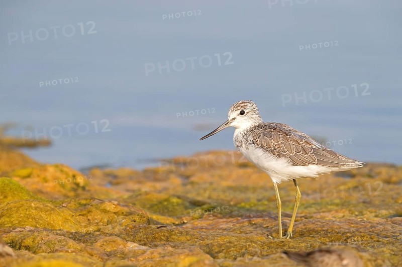 Greenshank, (Tringa nebularia) Wading bird, limesticks, foraging in mudflats, snipe family Qurayyat, Al Muwalah, Mu?afaz¸at Masqat, Oman, Asia