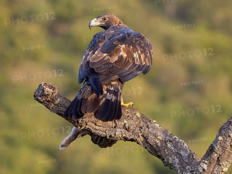 Golden Eagle, (Aquila chrysaetos), bird of prey, hawk family, perch, biotope, habitat, foraging, El Millaron Golden Eagle Hide, Salorino, Extremadura Caceres, Spain, Europe