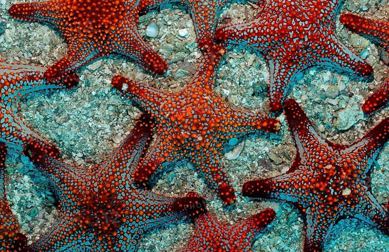 Red starfish, Asteroidea, Mexico, Lake Cortez, Lower California, La Paz, Central America