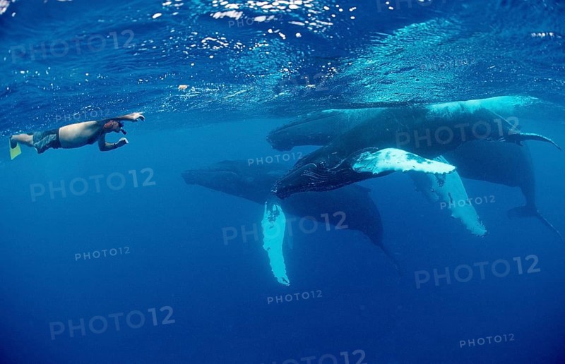 Humpback whale family and snorkellers, Megaptera novaeangliae, Silverbanks, Caribbean Sea, Dominican Republic, Central America