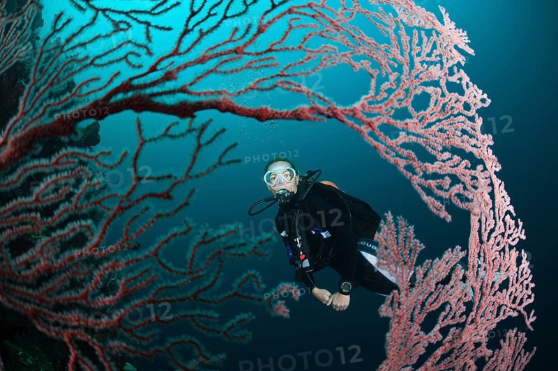 Diver and gorgonian, Melithaea sp., Cenderawasih Bay, West Papua, Indonesia, Asia