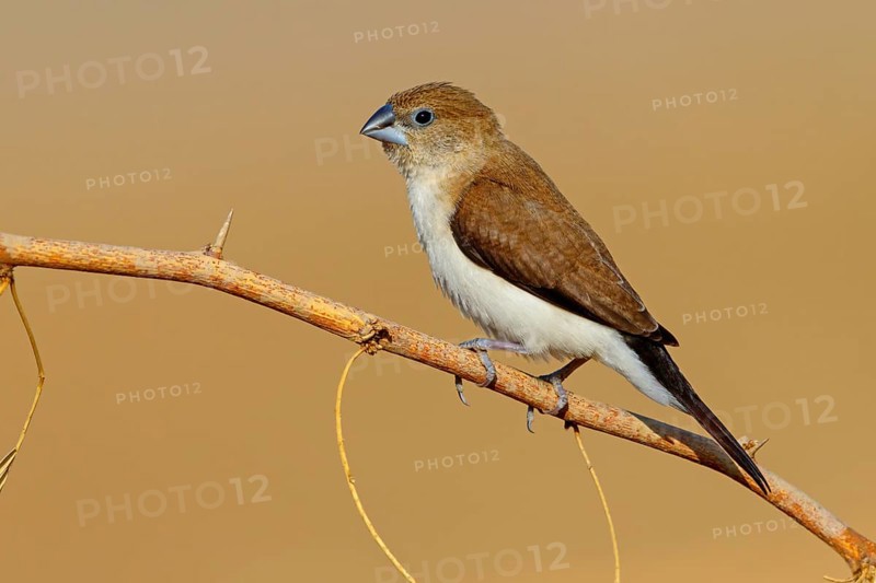 African silverbill, silver beak, silver pheasant, trusting bird, ornamental bird in Europe, family of finches, (Euodice), (Lonchura cantans), perching site, Ayn Tobroq and Ayn Athum junction, Salalah, Dhofar, Oman, Asia