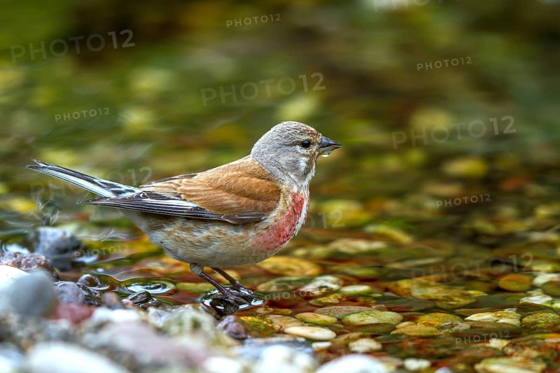 Bloodwing - male drinking (Carduelis cannabina)