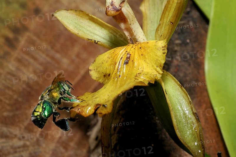 Magnificent bee approaching an orchid flower (Euglossa sp.)