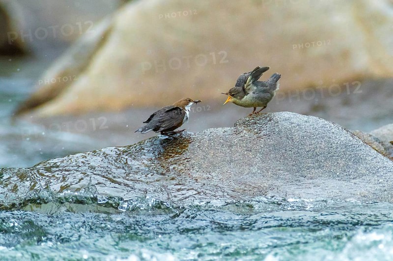 White-throated Dipper (Cinclus cinclus)