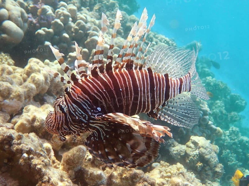 Common lionfish (Pterois miles)