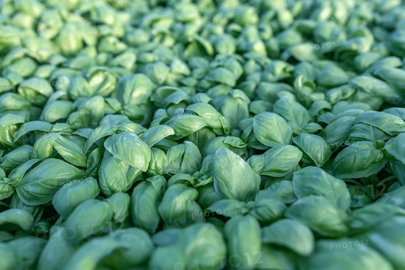 Fresh basil. Green basil. Green basil Food background. A lot of basil