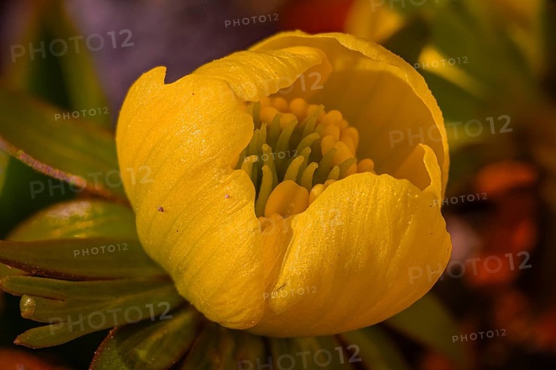 Close-up of a winter aconite (Eranthis hyemalis) with yellow flower, detailed petals and green foliage, Jena, Thuringia, Germany, Europe