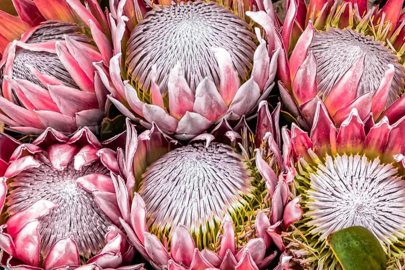King Protea, Protea cynaroides, South Africa, Africa