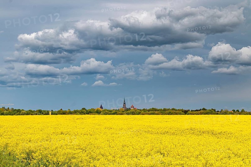 Greifswald in the rape blossom