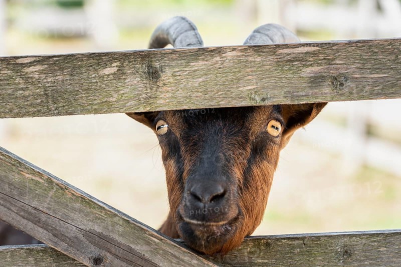 Domestic brown goat sticks its nose through a wooden fence and looks curious at the camera