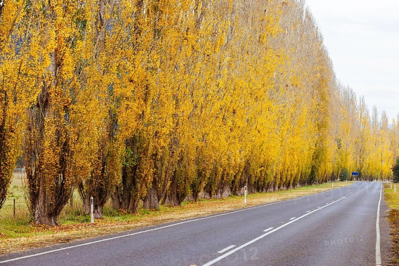 The iconic Gould Memorial Drive in autumn colours on the Buxton-Marysville Rd near the country town of Marysville in Victoria, Australia, Oceania