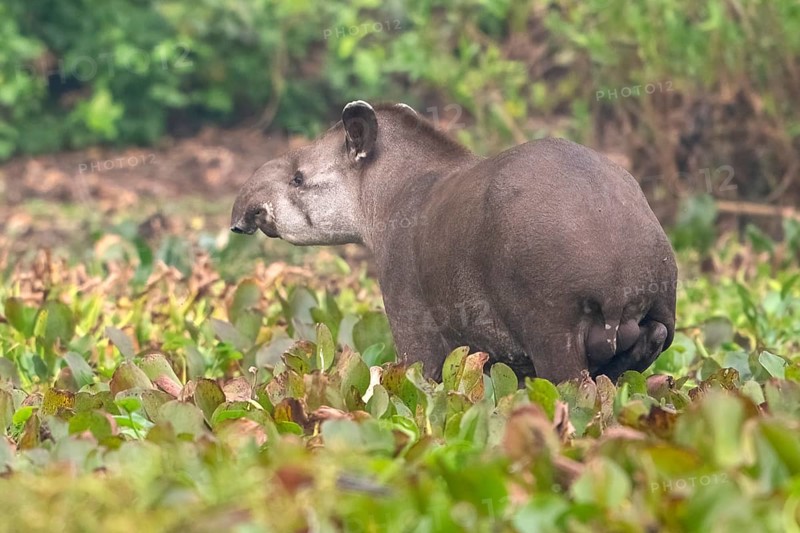 Lowland tapir (Tapirus terrestris), in water hyacinths (Pontederia subg. Eichhornia), Pantanal, inland, wetland, UNESCO Biosphere Reserve, World Heritage Site, wetland biotope, Mato Grosso, Brazil, South America