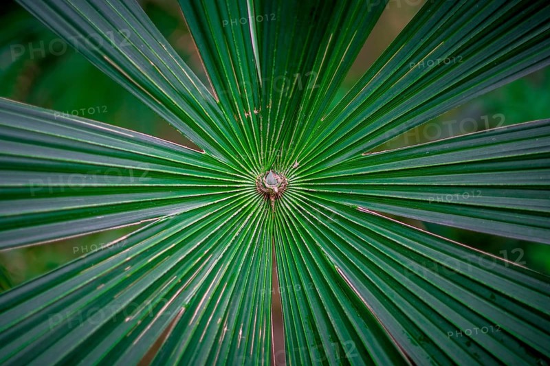 Vivid green palm tree leaves spreading out. Latin name: Cryosophila warscewiczii