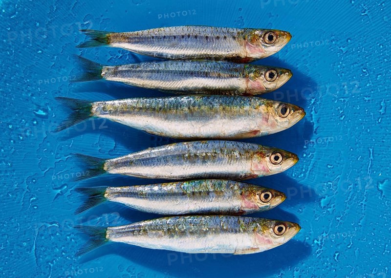 Sardine fishes in a row on a blue wet background