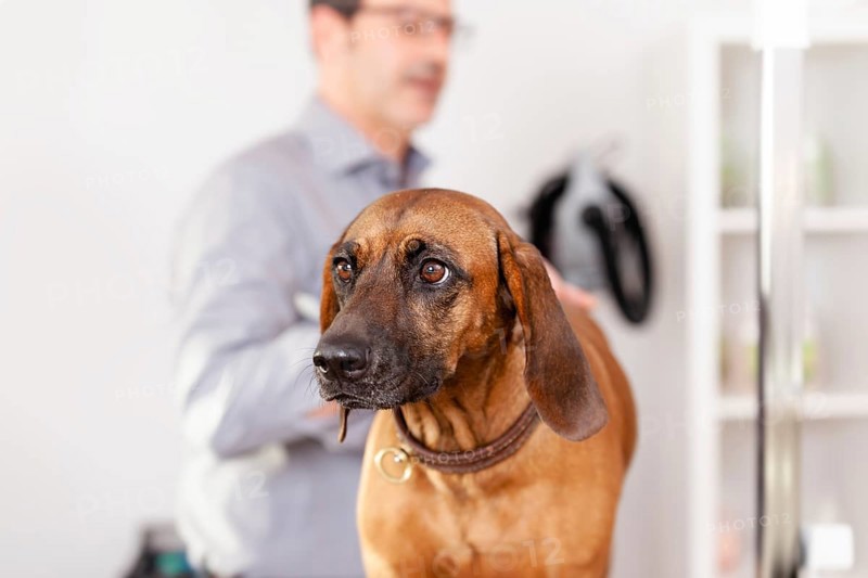 An image of a Bavarian Welding Dog Grooming