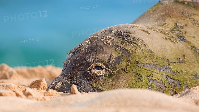 An endangered Hawaiian monk seal rests in the sun on Kauai, Hawaii