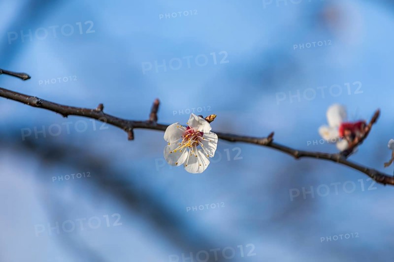 Blue sky, apricot blossom, apricot blossom, Wachau, Lower Austria, Austria, Europe