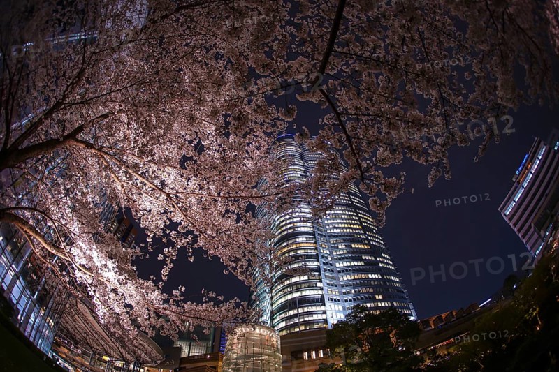 Mohri Garden of going to see cherry blossoms at night and Roppongi Hills. Shooting Location: Tokyo metropolitan area