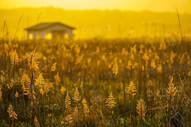 Japanese pampas grass fields and the sun and the house. Shooting Location: Miyagi Prefecture Yamamoto-cho