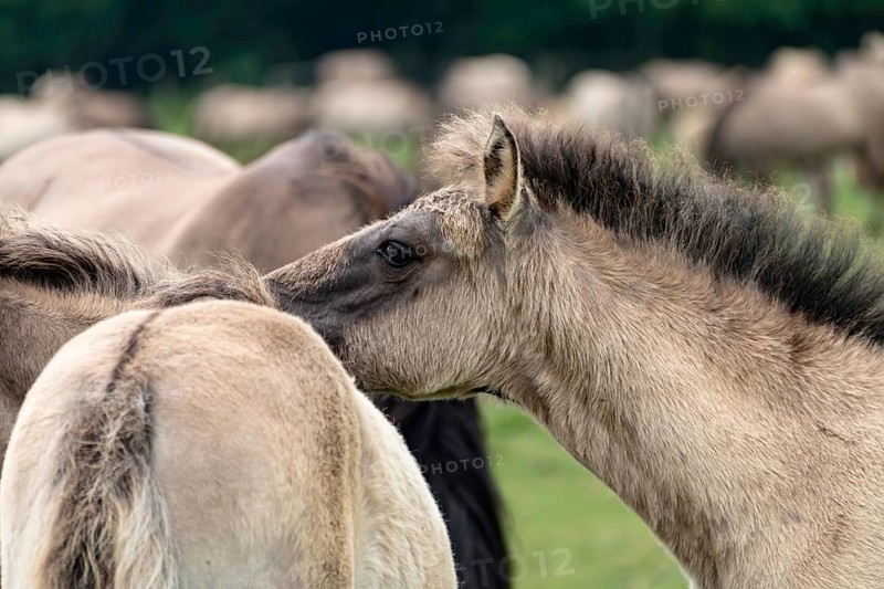The Dülmen horses live wild near Dülmen, in the Merfelder Bruch nature reserve in North Rhine-Westphalia. The eel line on their backs is a typical feature of these wild horses. Wild live the Dülmen horses near Dülmen, in the nature reserve Merfelder Bruch, North Rhine-Westphalia. A characteristic feature of the wilds is the eel on the back