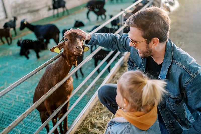 Little girl stands next to her dad stroking a goat head poking out over a pen fence.