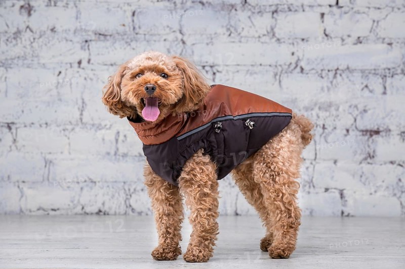 Small funny dog of brown colour with curly hair of toy poodle breed posing in clothes for dogs. Subject accessories and fashionable outfits for pets. Stylish overalls, suit for cold weather for animal