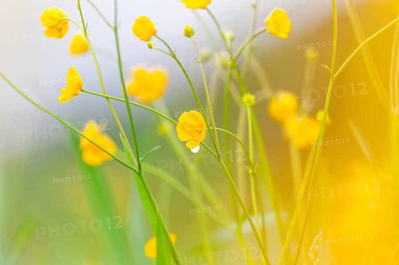 Flower meadow, buttercup (Ranunculus acris), St. Peter Freienstein, Styria, Austria, Europe