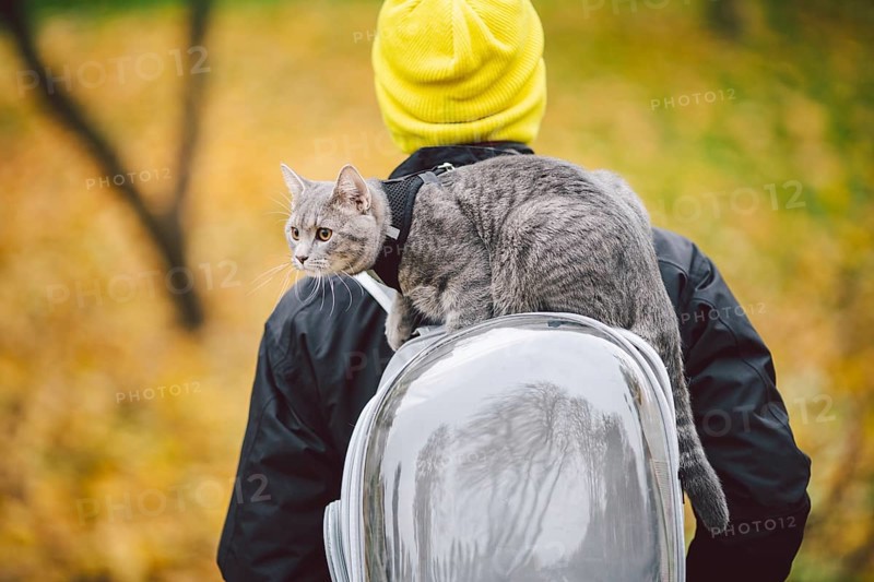 Street walk autumn, adult Caucasian man wearing dark jacket bright yellow hat and his trained domestic gray funny cat, male, looks with interest.The topic of using cat leash and pet backpack carrier bag