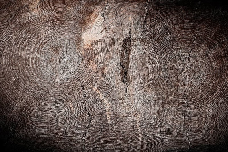 General view cross cut of double tree trunk vintage wood texture