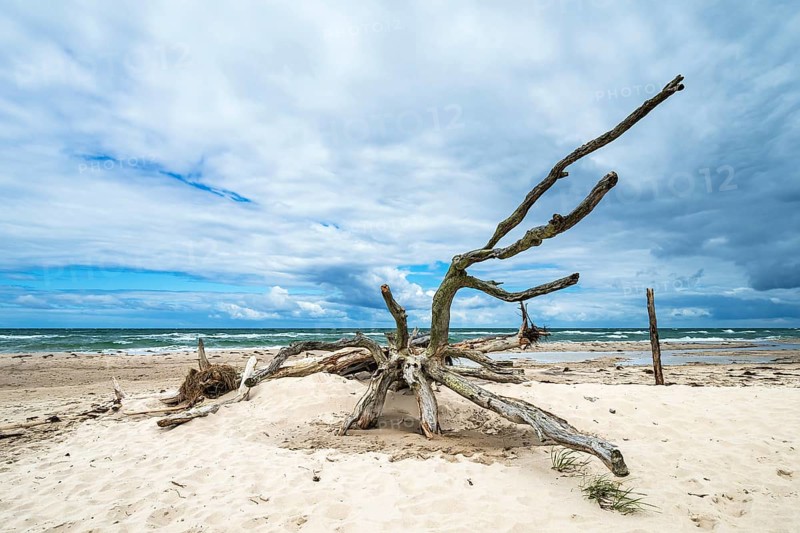 Tree trunk on the west beach on Fischland-Darß