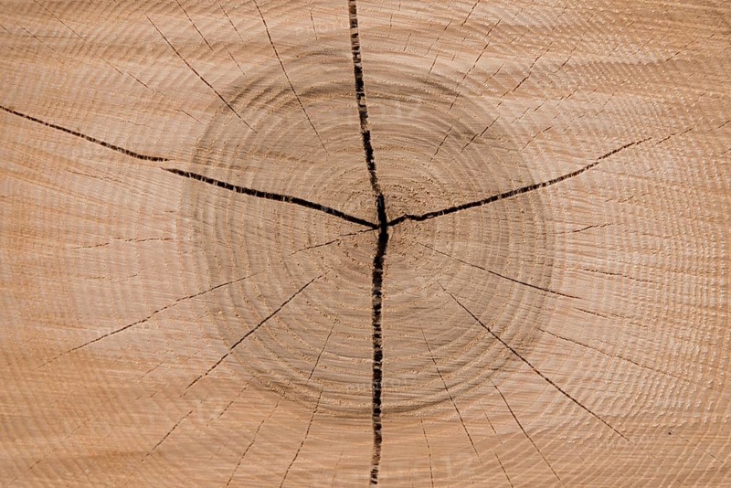 Cut surface of a tree shows the annual rings - close-up
