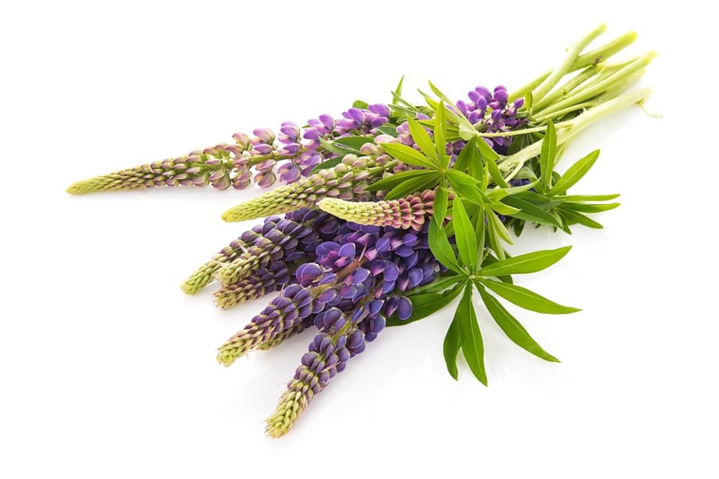 Bouquet purple Lupine isolated over white background