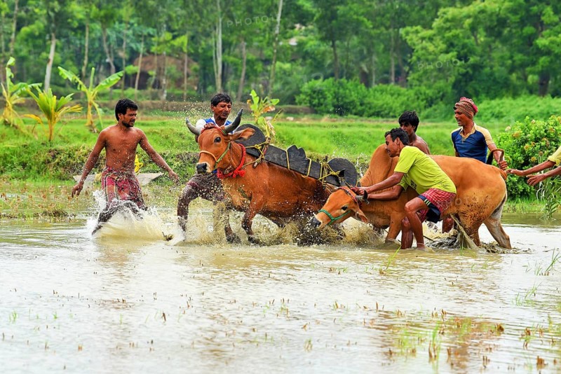 Moichara cattle race festival Herobhanga village, Canning railway station, West Bengal, India, Asia