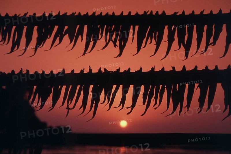 Fish kept for drying, Gorai beach, Borivali, Mumbai, Maharashtra, India, Asia