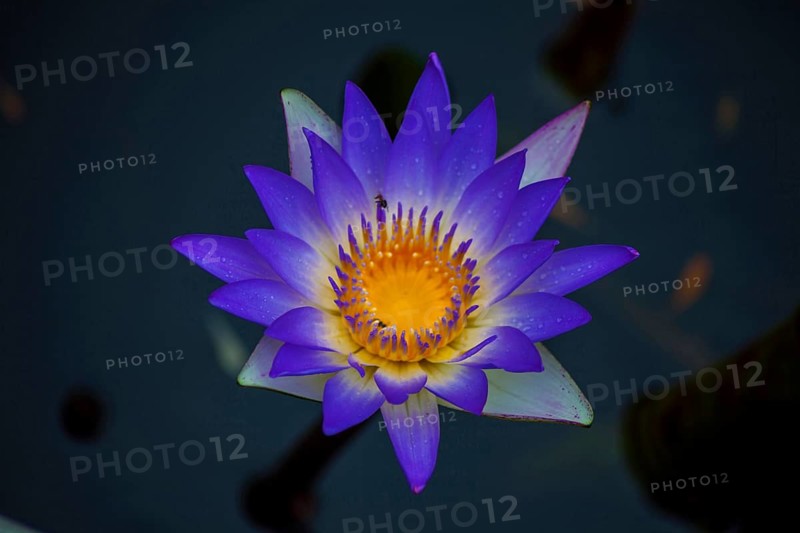 Blue lotus, visakhapatnam, Andhra Pradesh, India, Asia