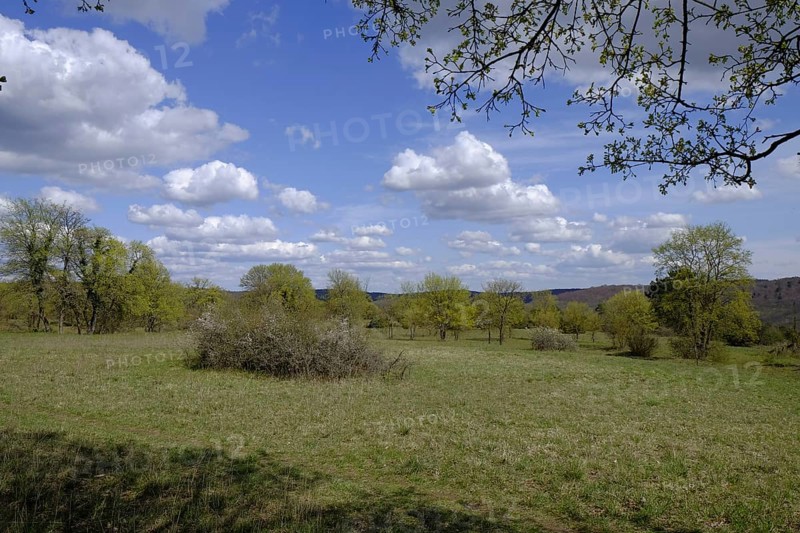 Ruine Homburg nature reserve with the largest contiguous dry grassland in Germany and steppe heath forest on Hohhafter Berg near Gössenheim and Karsbach, Lower Franconia, Franconia, Bavaria, Germany, Europe