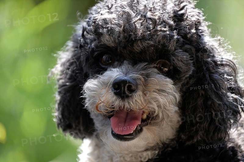 Harlequin Poodle, Poodle