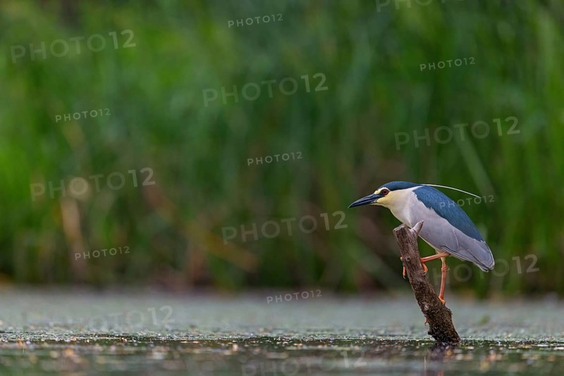 Black-crowned black crowned night heron (Nycticorax nycticorax), Bihoreau gris, HÈron bihoreau, Martinete Com?n, Ayn Razat, Salalah, Dhofar, Oman, Asia