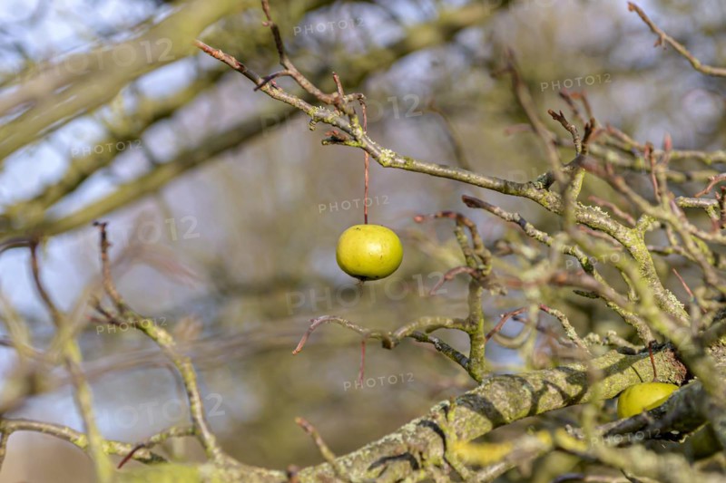 Crown apple (Malus coronaria 'Nieuwlandiana'), Anchers Havecenter, Göttingen, Lower Saxony, Germany, Europe