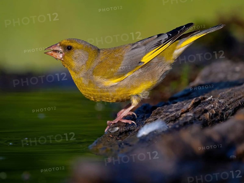 Greenfinch, Greenfinch, European Greenfinch, Western Greenfinch, Carduelis chloris, (Chloris chloris), Hockenheim, Baden-Württemberg, Germany, Europe