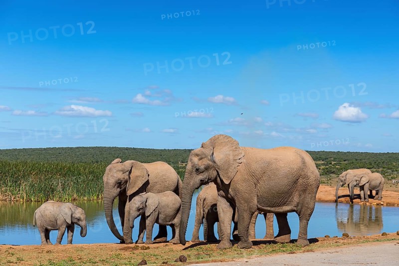African elephant, (Loxodonta african), Addo Elephant National Park, Addo Camp, Western Cape, South Africa, Africa