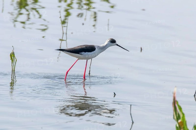 Black Winged Stilt in Shallow Water (Himantopus himantopus)