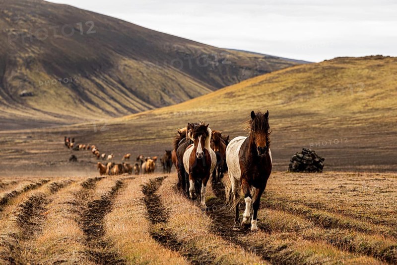 Icelandic horses, Landmanalaugar, Iceland, Europe