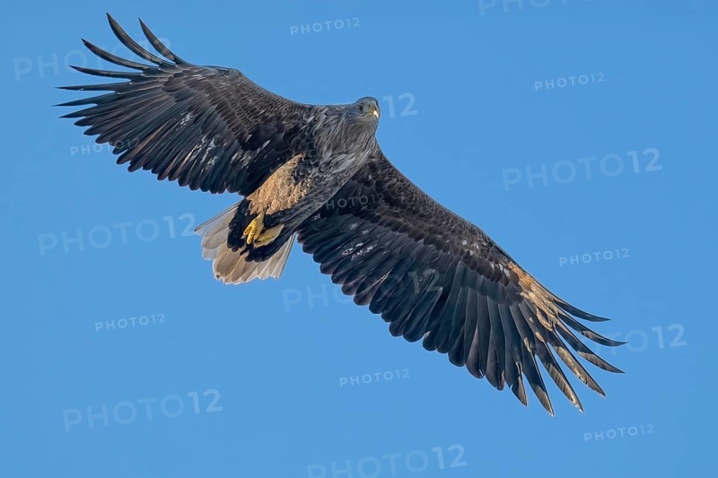 White-tailed eagle (Haliaeetus albicilla), Lofoten, Norway, Europe