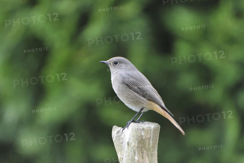 Redstart female, Phoenicurus ochruros, Black Redstart, female