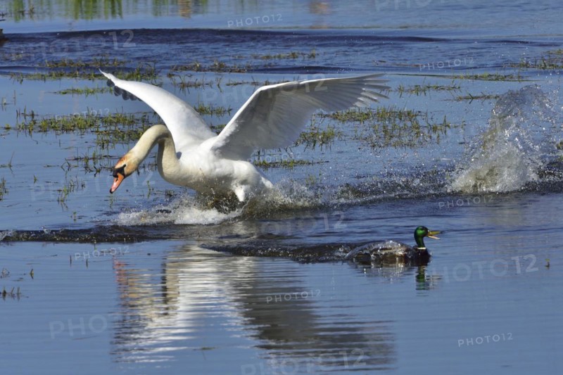 Mute Swan and Mallard during the mating season