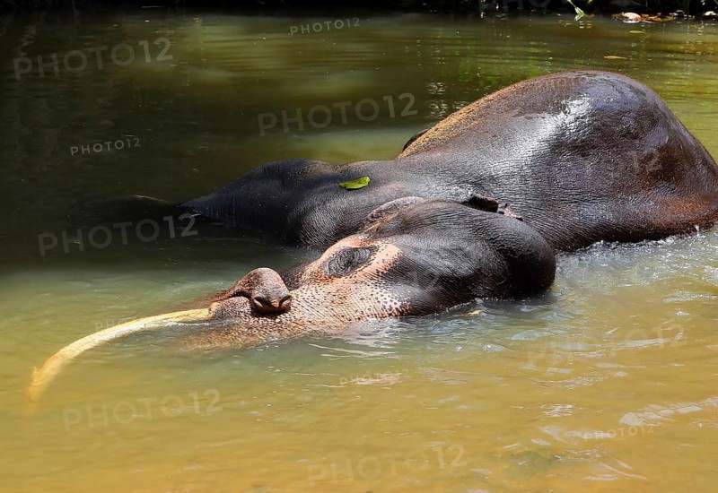 Elephant is lying in river in Sri Lanka