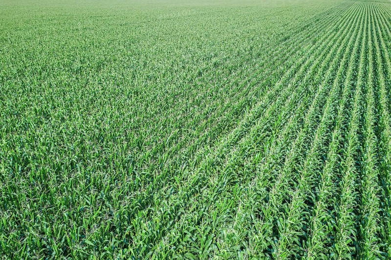 Green corn field, Corn field