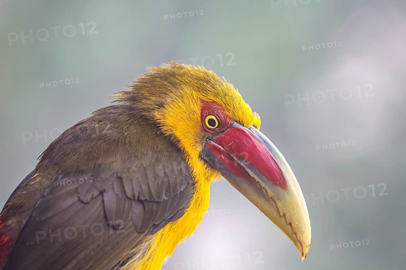 Portrait of a Saffron toucanet against defocused background, Serra da Mantiqueira, Atlantic Forest, Itatiaia, Brazil, South America